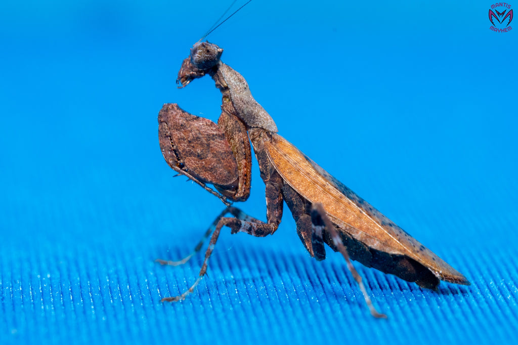 Otomantis scutigera - African boxer mantis