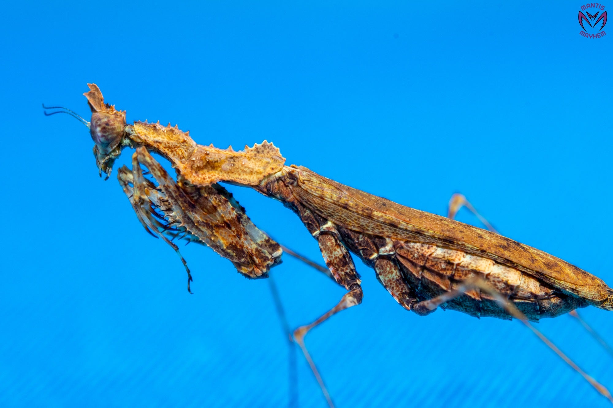 Captive-bred Haania vitalisi praying mantis for sale in the UK – Southeast Asian species with moss-like camouflage, perfect for exotic insect keepers and collectors. Bred at Mantis Mayhem.