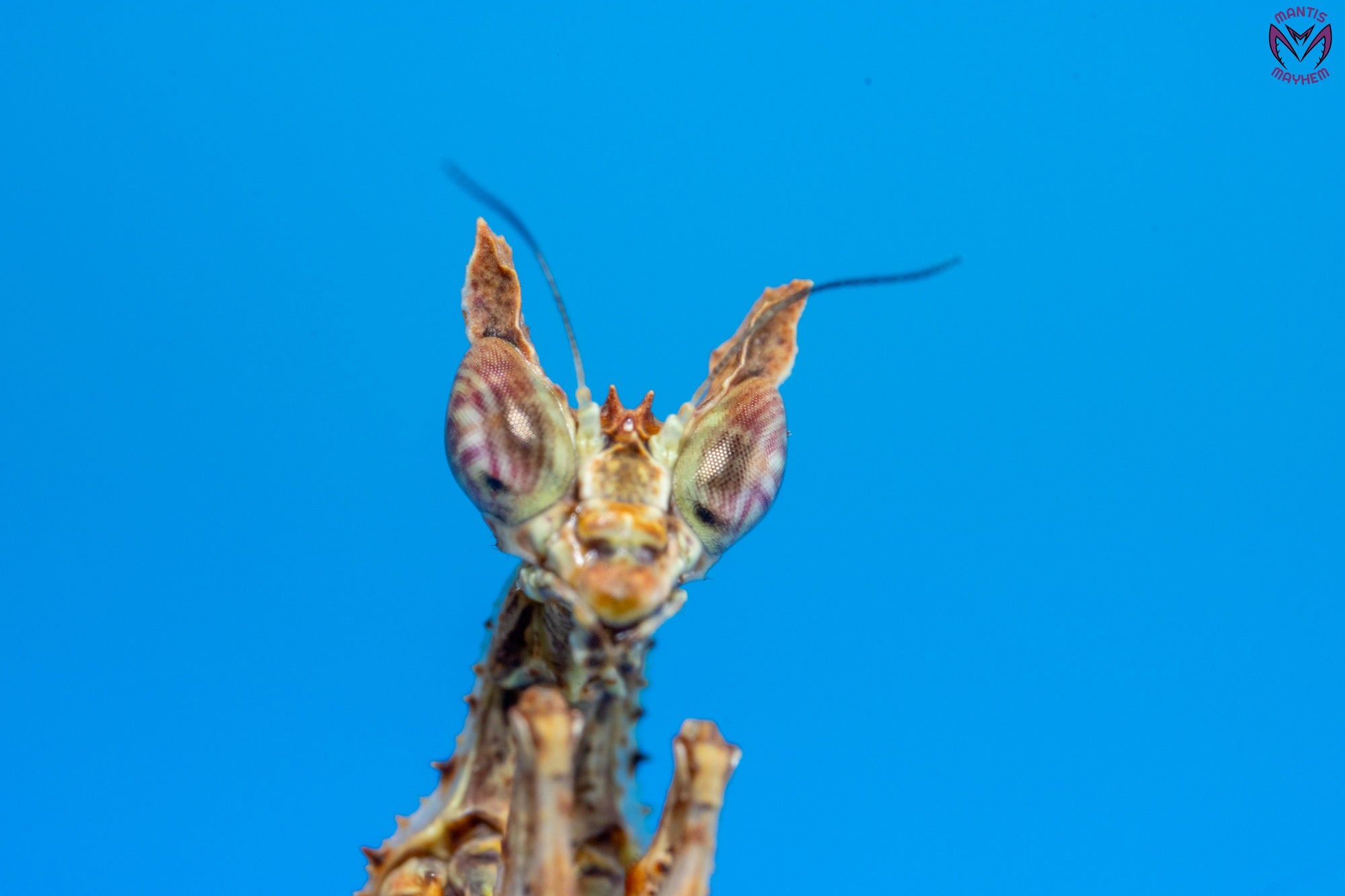 Captive-bred Haania vitalisi praying mantis for sale in the UK – Southeast Asian species with moss-like camouflage, perfect for exotic insect keepers and collectors. Bred at Mantis Mayhem.