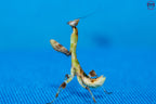 Galinthias amoena - African flower mantis