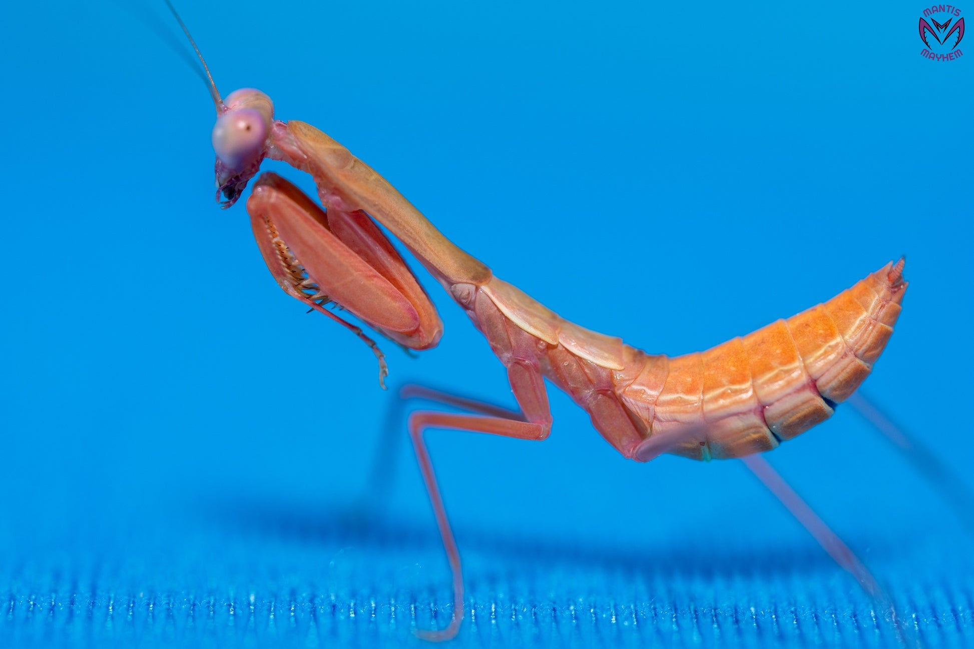 Rhombodera Stalli - Giant shield mantis