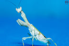Galinthias amoena - African flower mantis