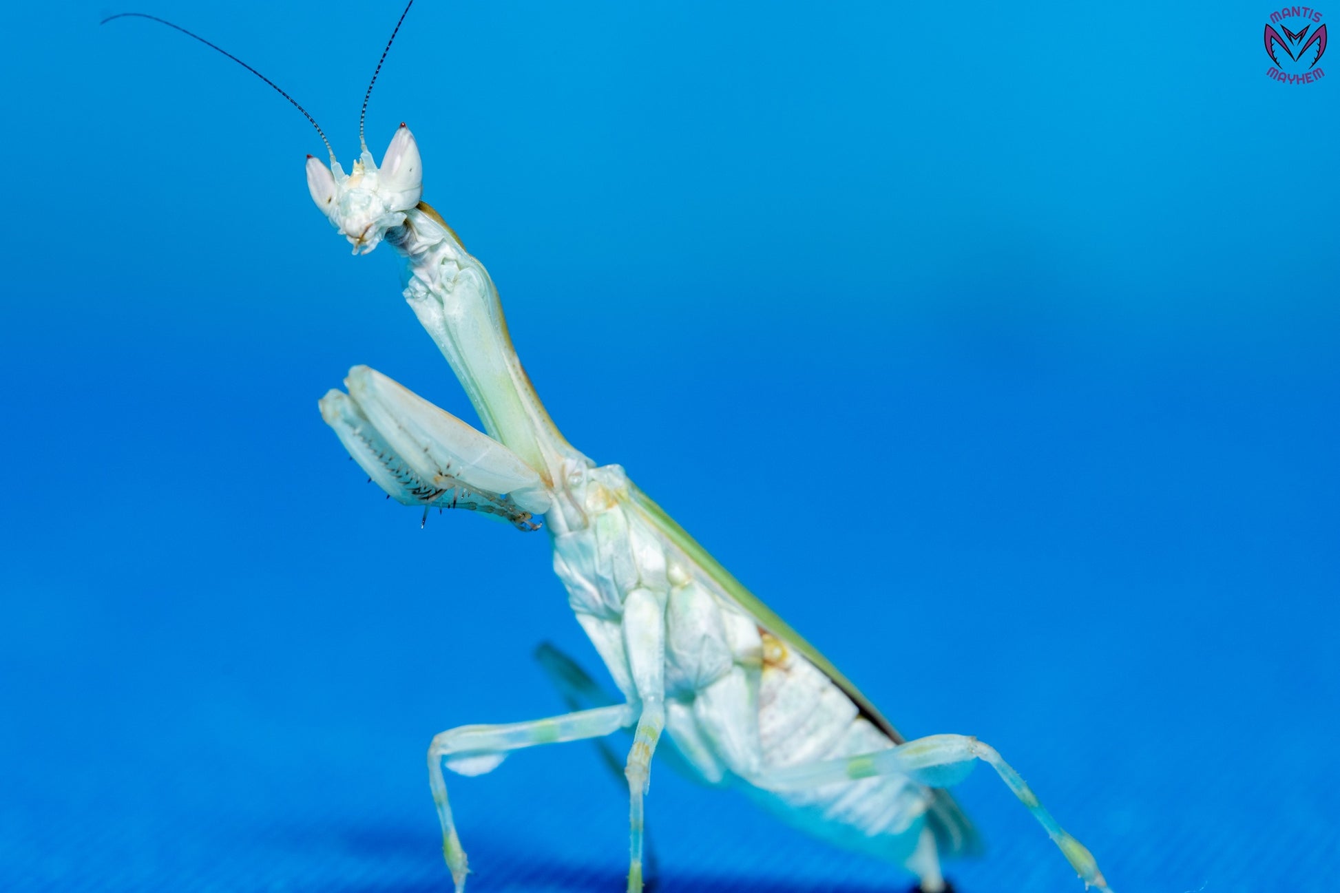 Galinthias amoena - African flower mantis