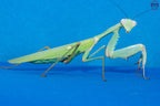 Hierodula timorensis - Timor giant mantis