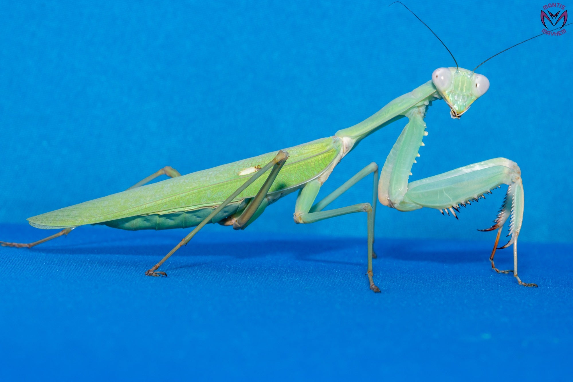 Hierodula timorensis - Timor giant mantis