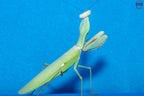 Hierodula timorensis - Timor giant mantis