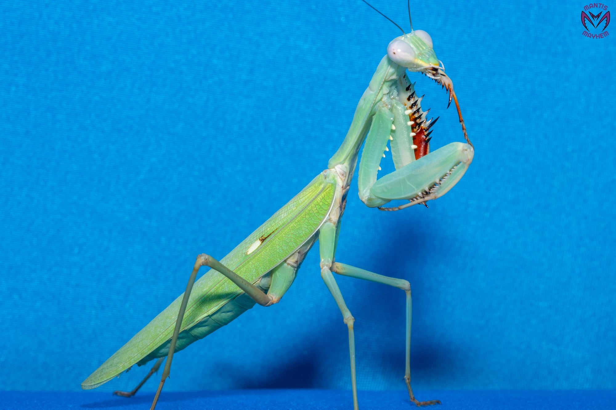 Hierodula timorensis - Timor giant mantis