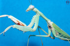 Hierodula timorensis - Timor giant mantis
