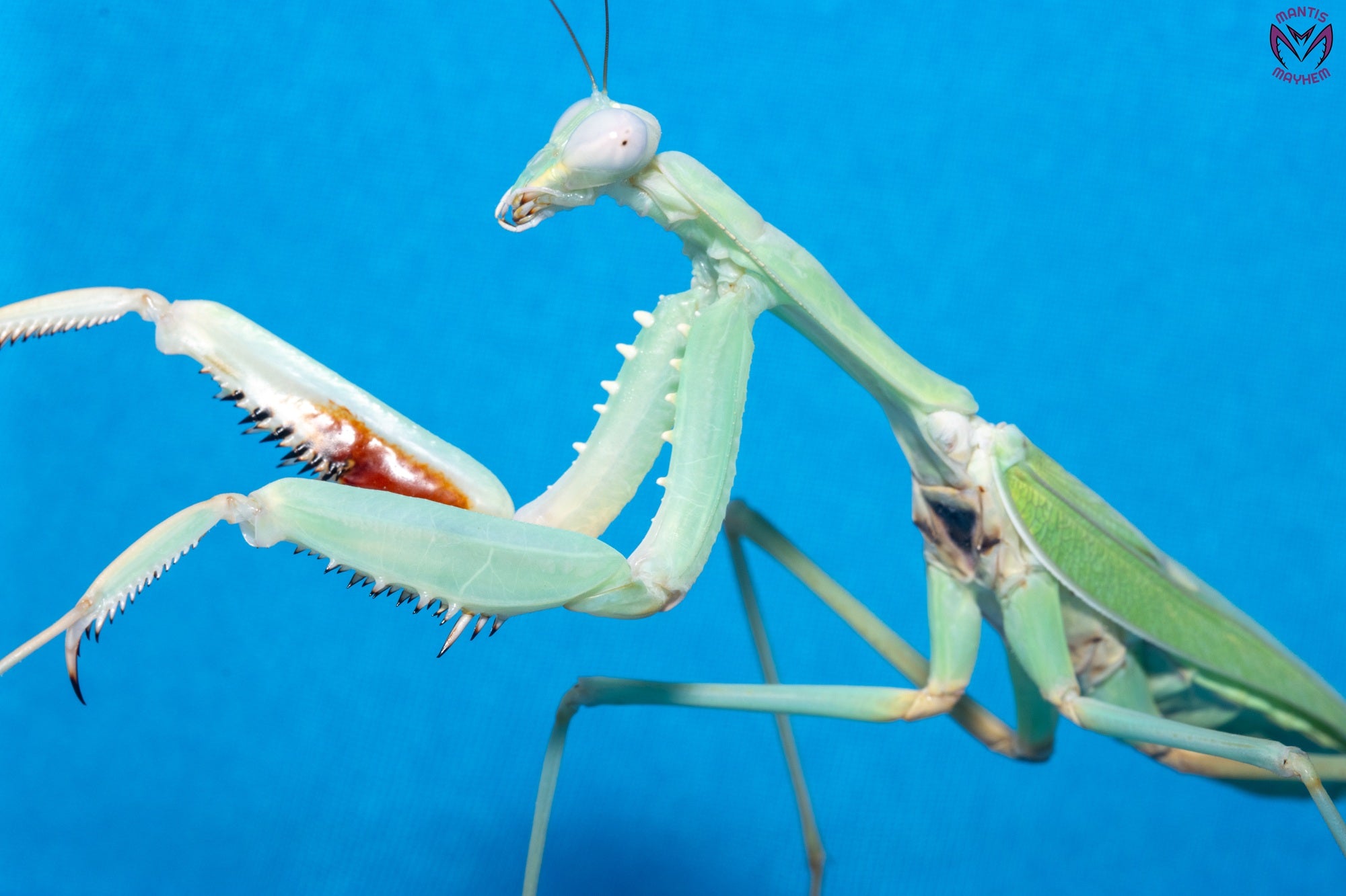 Hierodula timorensis - Timor giant mantis