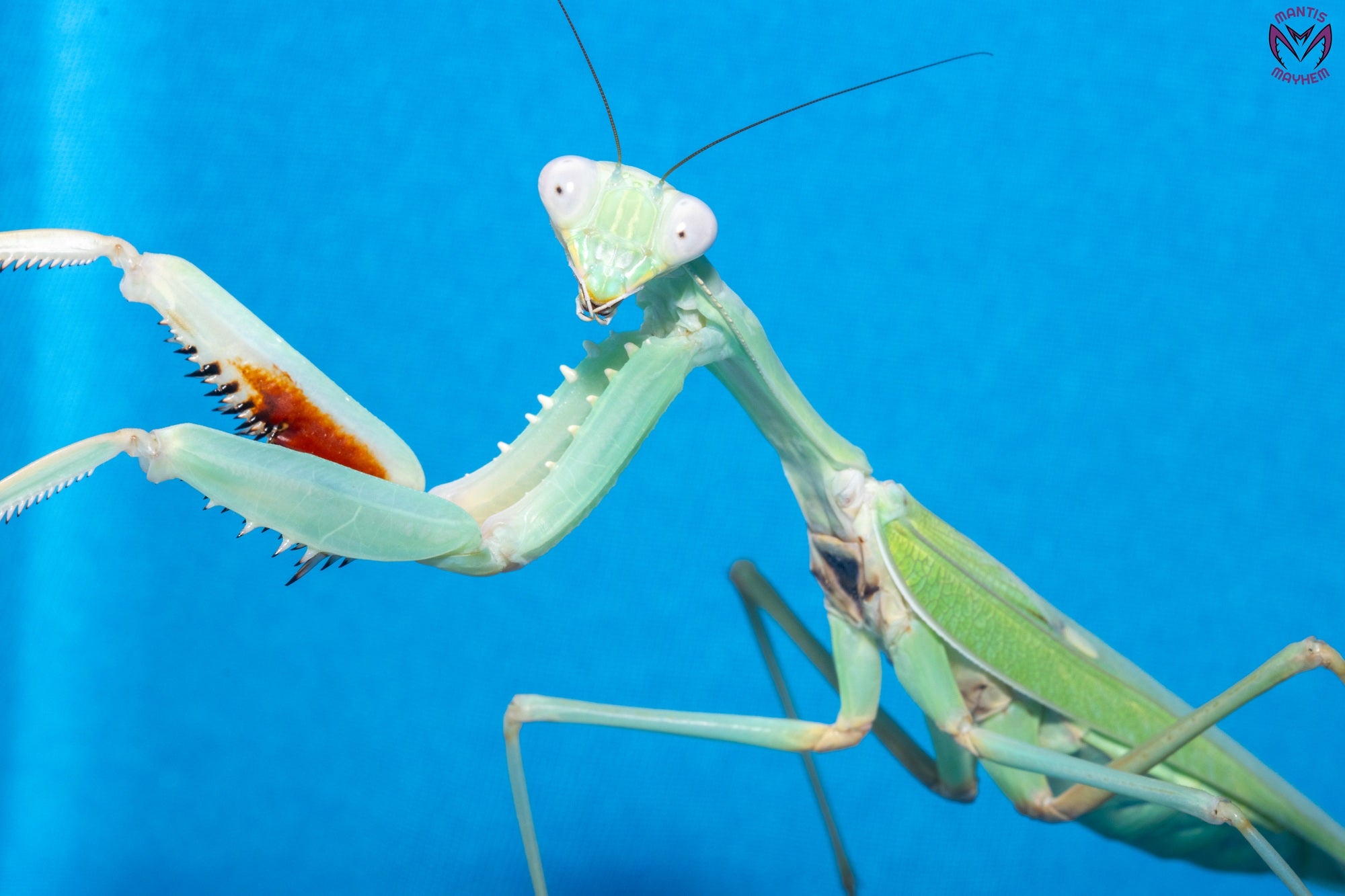Hierodula timorensis - Timor giant mantis