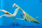 Hierodula timorensis - Timor giant mantis