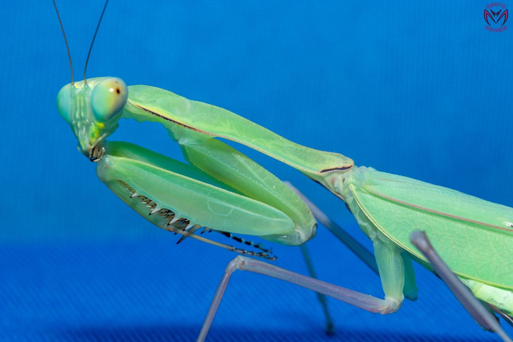 Hierodula sp Sulawesi - yellow belly mantis