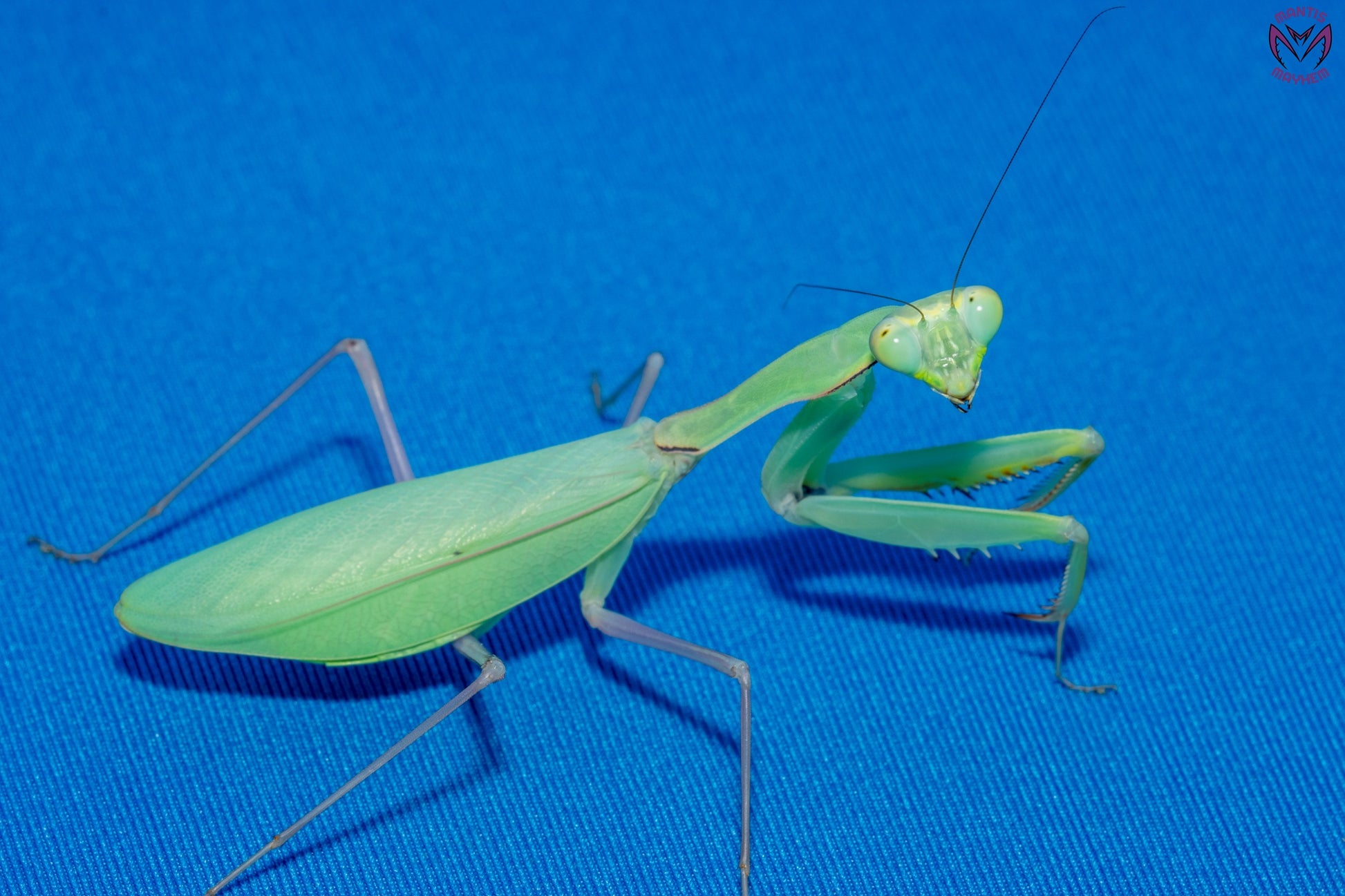 Hierodula sp Sulawesi - yellow belly mantis