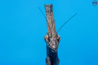 Phyllothelys breve - Giant ghost mantis Mantis Mayhem