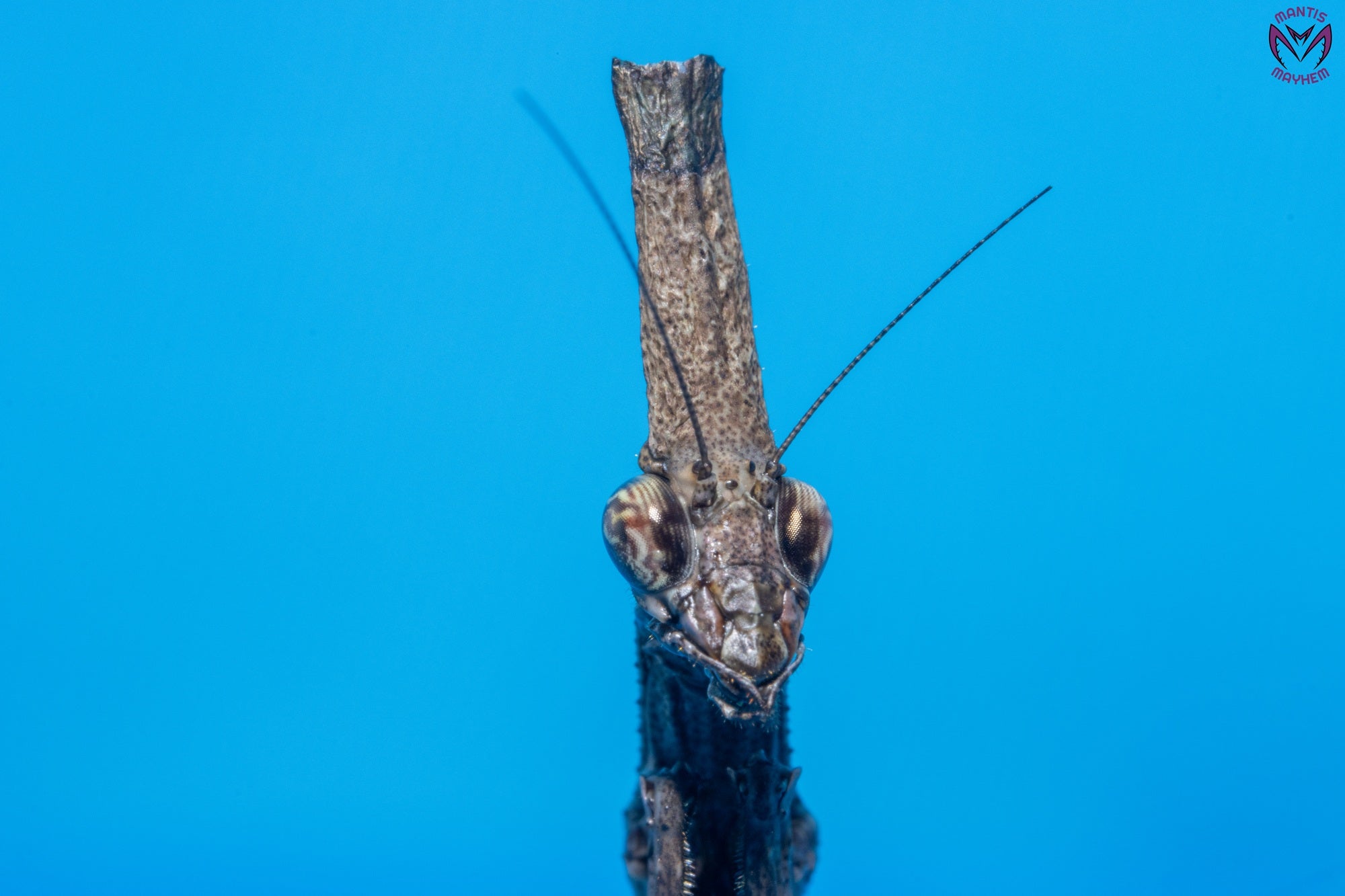 Phyllothelys breve - Giant ghost mantis