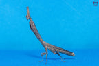 Phyllothelys breve - Giant ghost mantis Mantis Mayhem