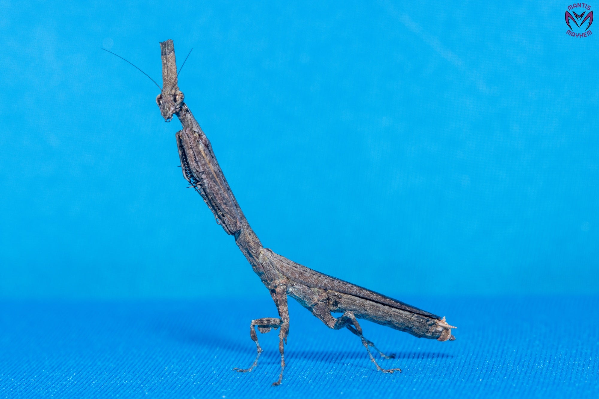 Phyllothelys breve - Giant ghost mantis