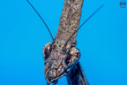 Phyllothelys breve - Giant ghost mantis Mantis Mayhem