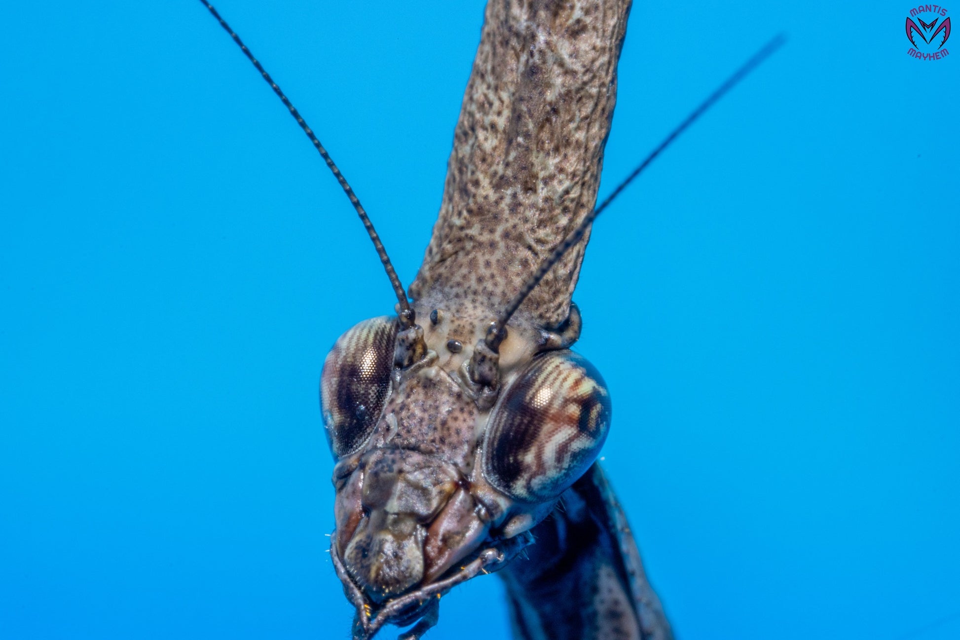 Phyllothelys breve