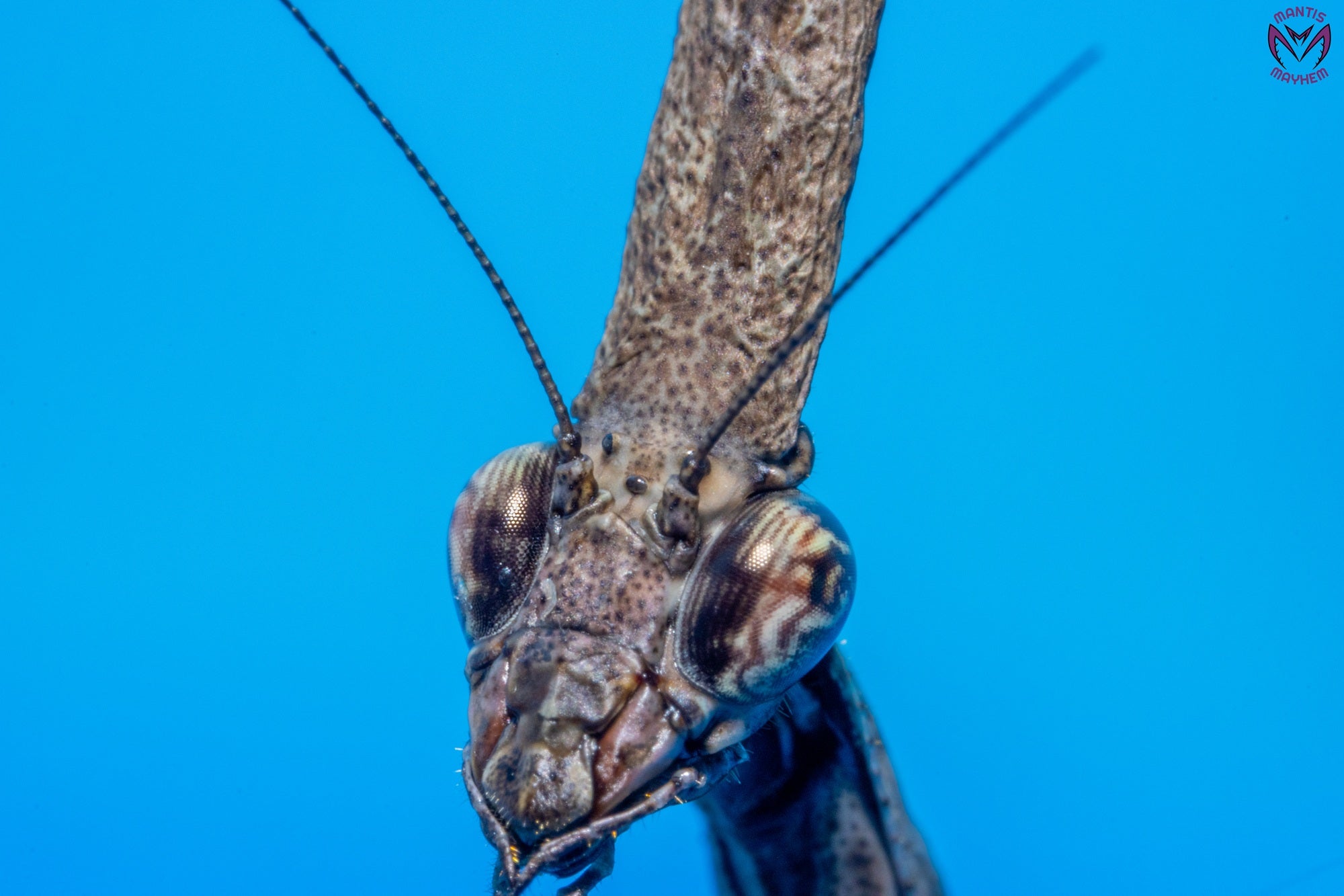 Phyllothelys breve - Giant ghost mantis