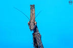 Phyllothelys breve - Giant ghost mantis Mantis Mayhem