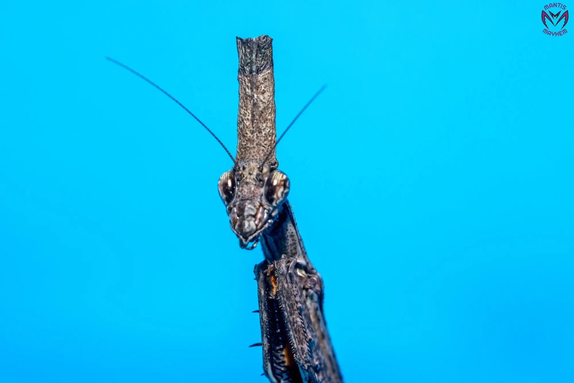 Phyllothelys breve - Giant ghost mantis Mantis Mayhem