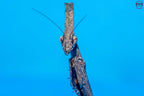 Phyllothelys breve - Giant ghost mantis Mantis Mayhem