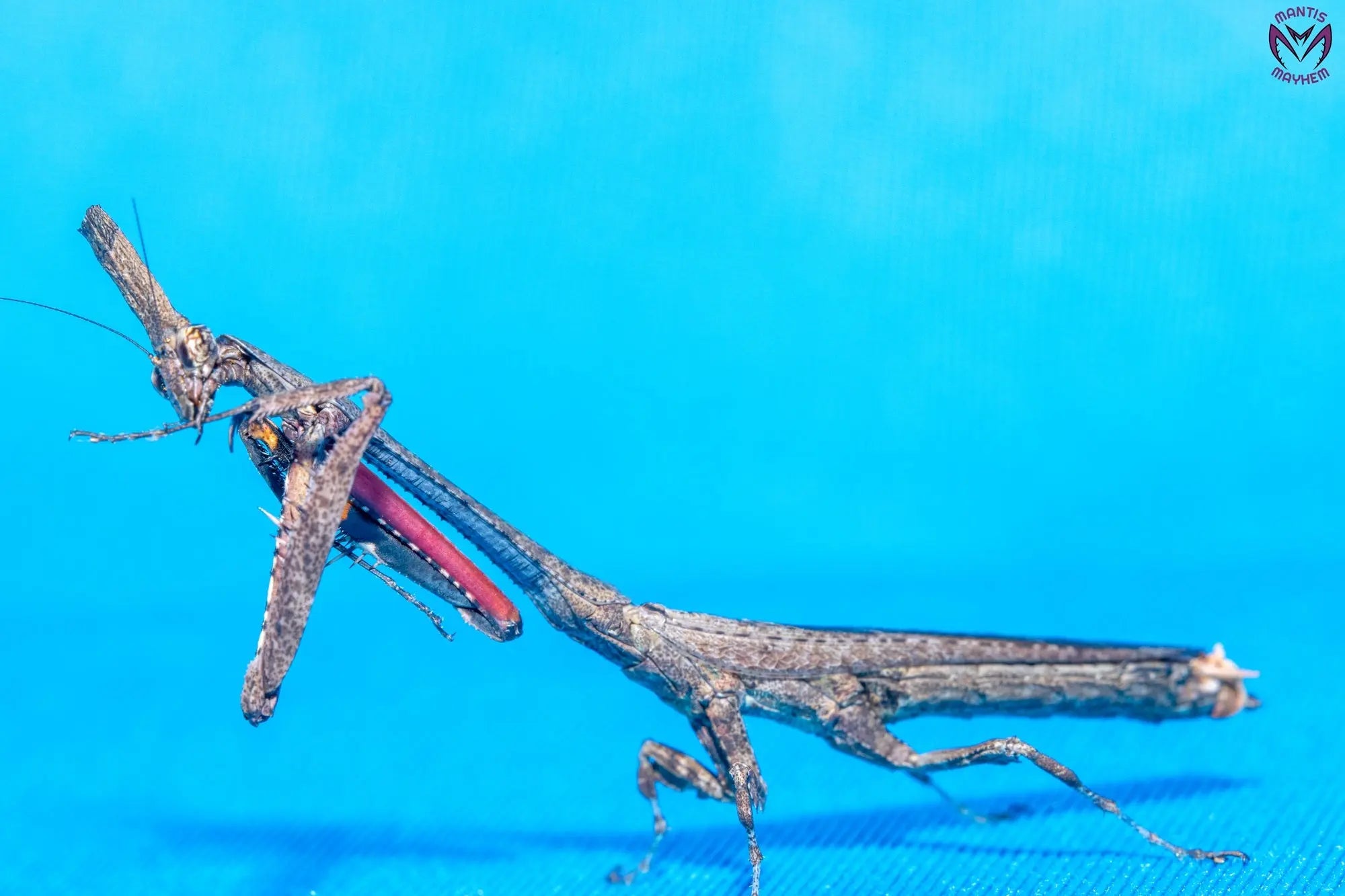 Phyllothelys breve - Giant ghost mantis Mantis Mayhem