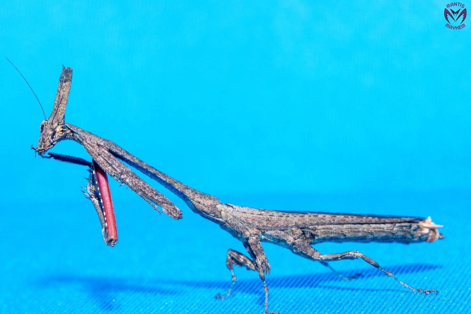 Phyllothelys breve - Giant ghost mantis Mantis Mayhem