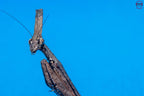 Phyllothelys breve - Giant ghost mantis Mantis Mayhem