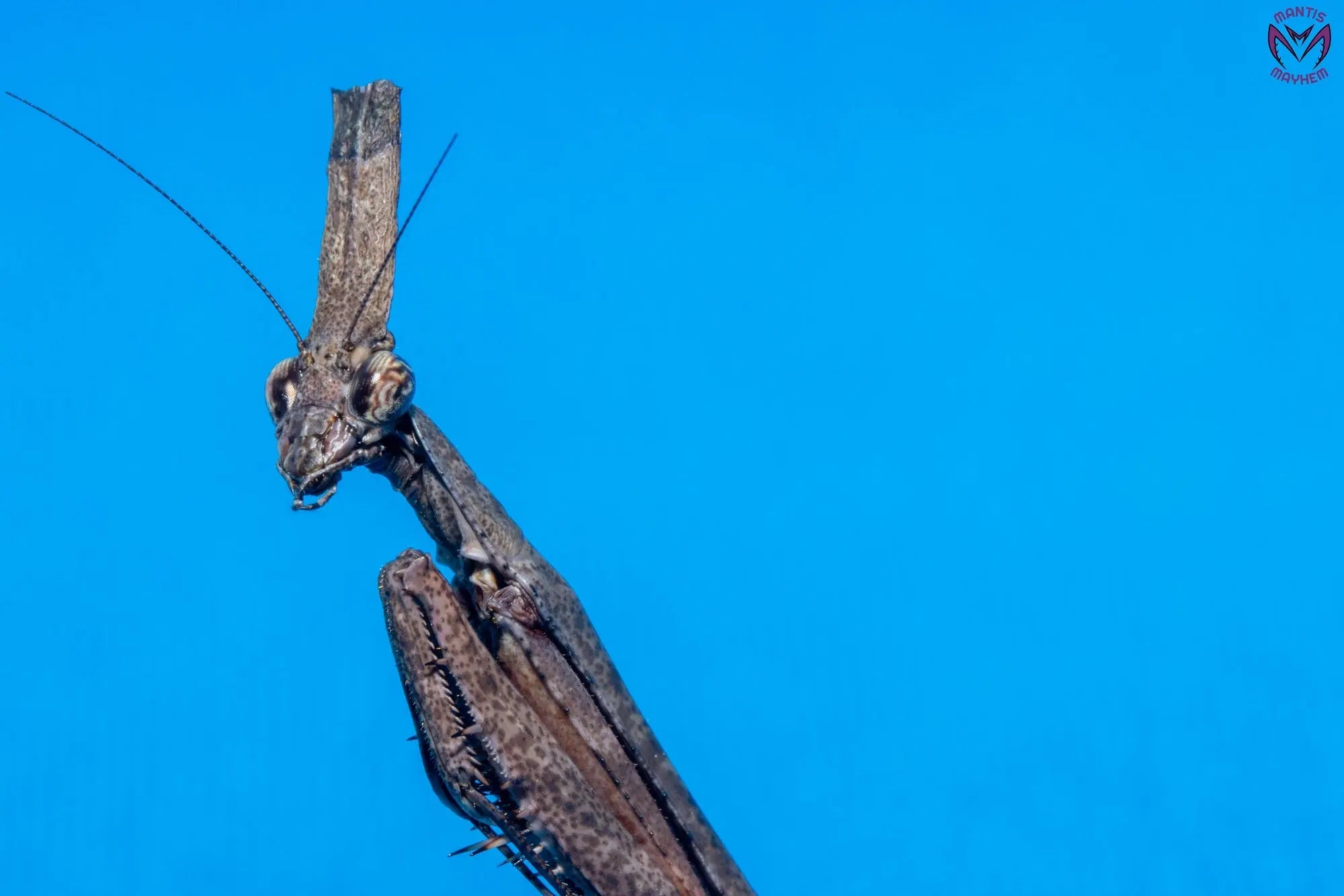 Phyllothelys breve - Giant ghost mantis Mantis Mayhem