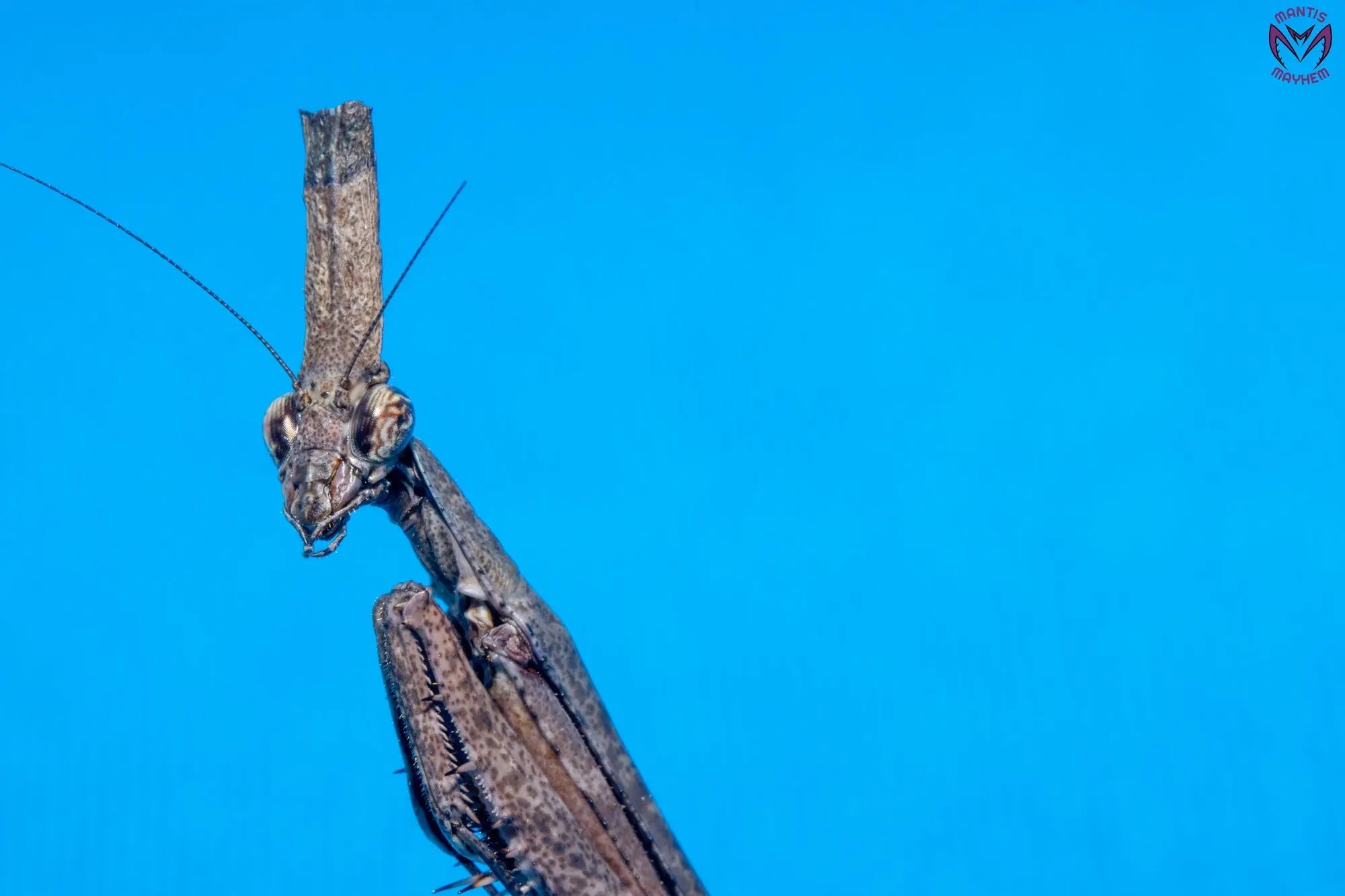 Phyllothelys breve - Giant ghost mantis Mantis Mayhem