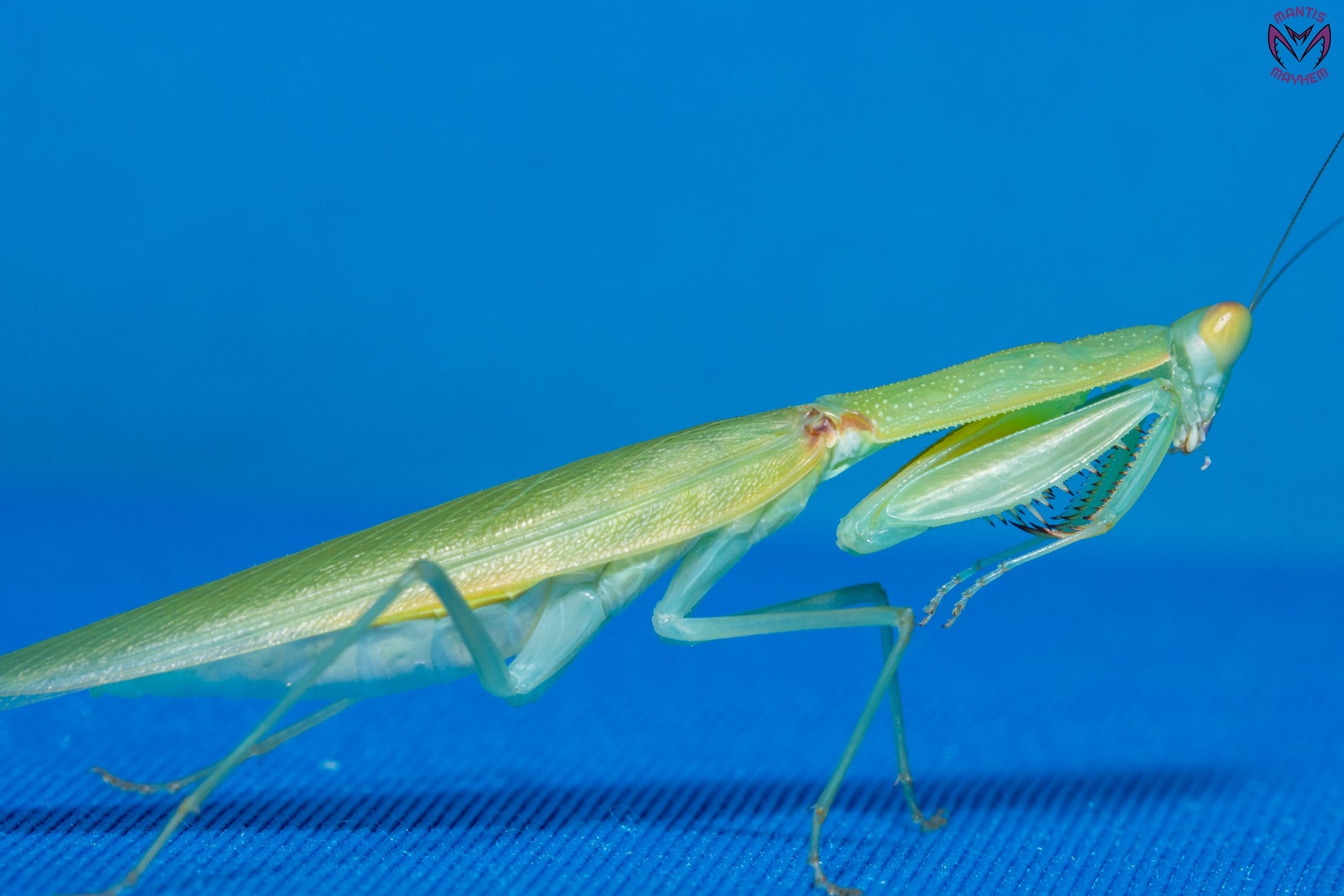 Orthodera burmeisteri - Square shield mantis
