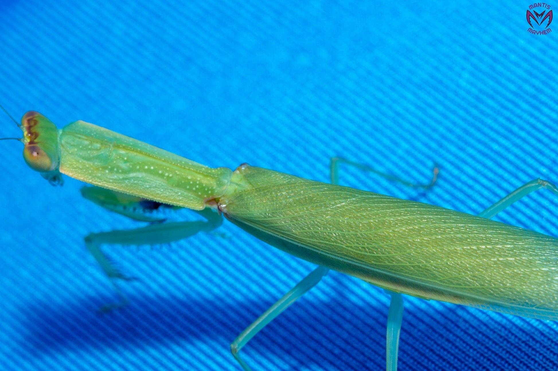 Orthodera burmeisteri - Square shield mantis
