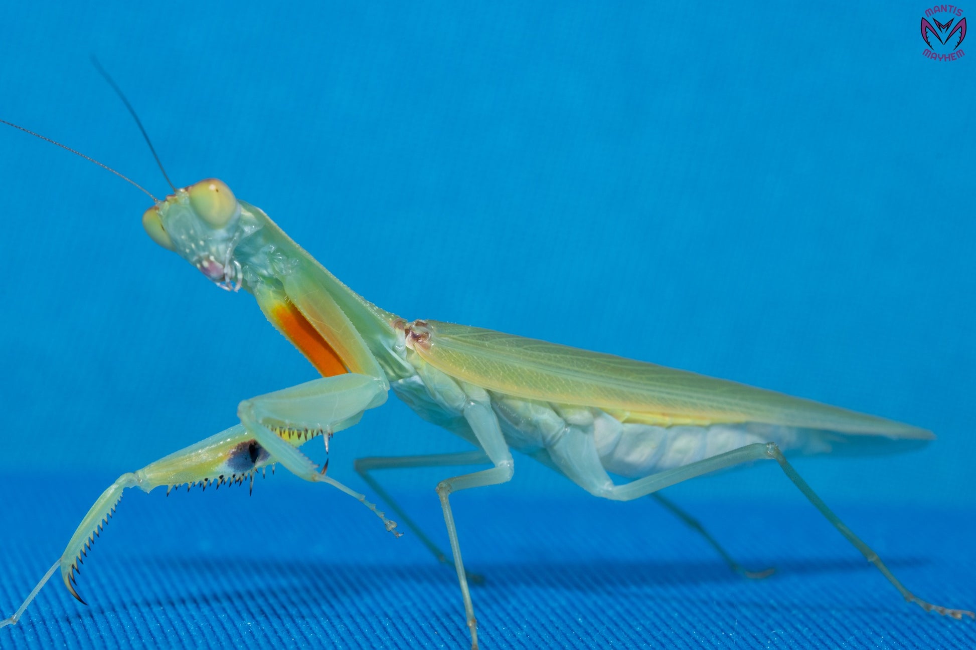 Orthodera burmeisteri - Square shield mantis