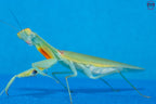 Orthodera burmeisteri - Square shield mantis