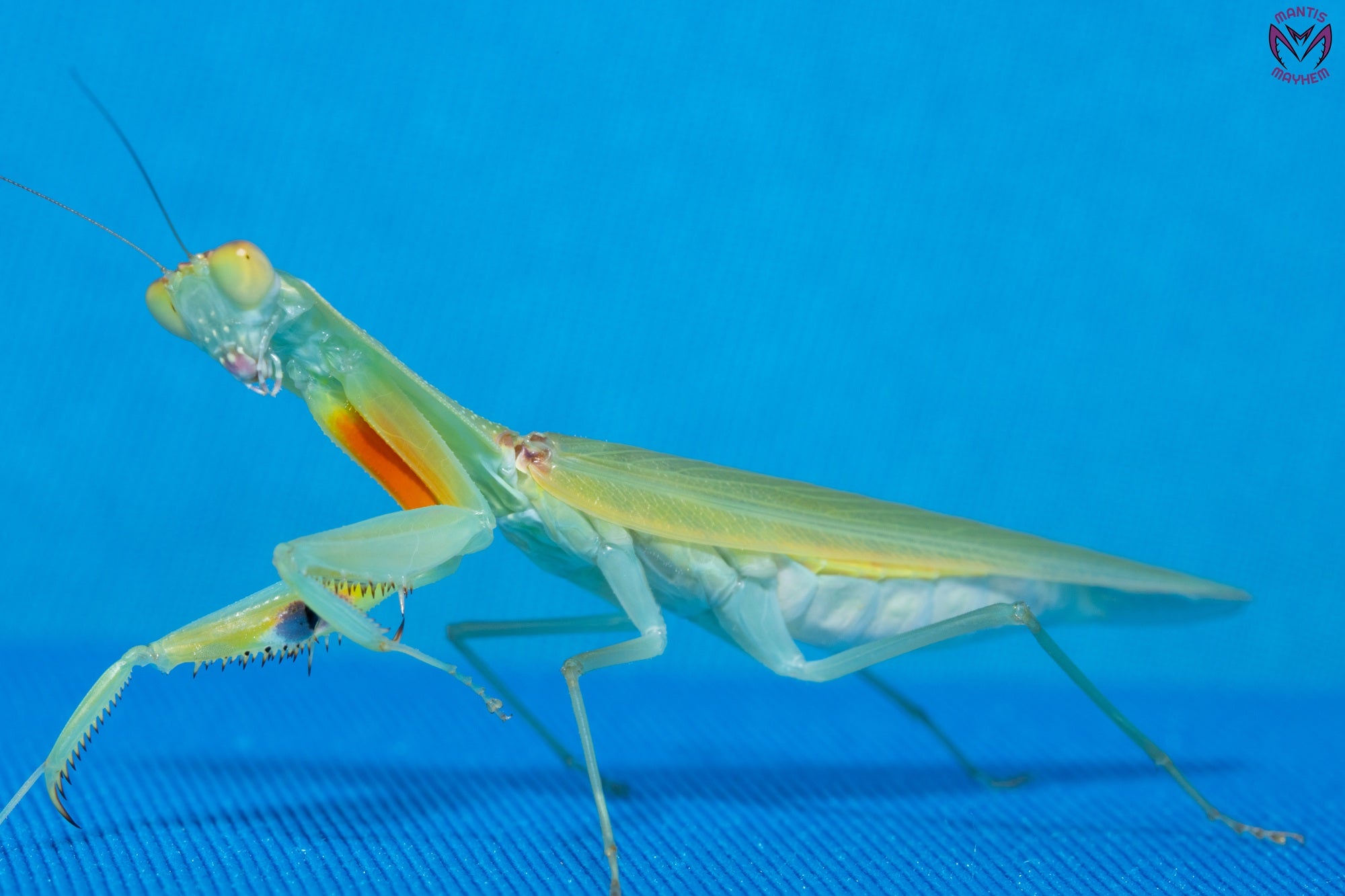 Orthodera burmeisteri - Square shield mantis