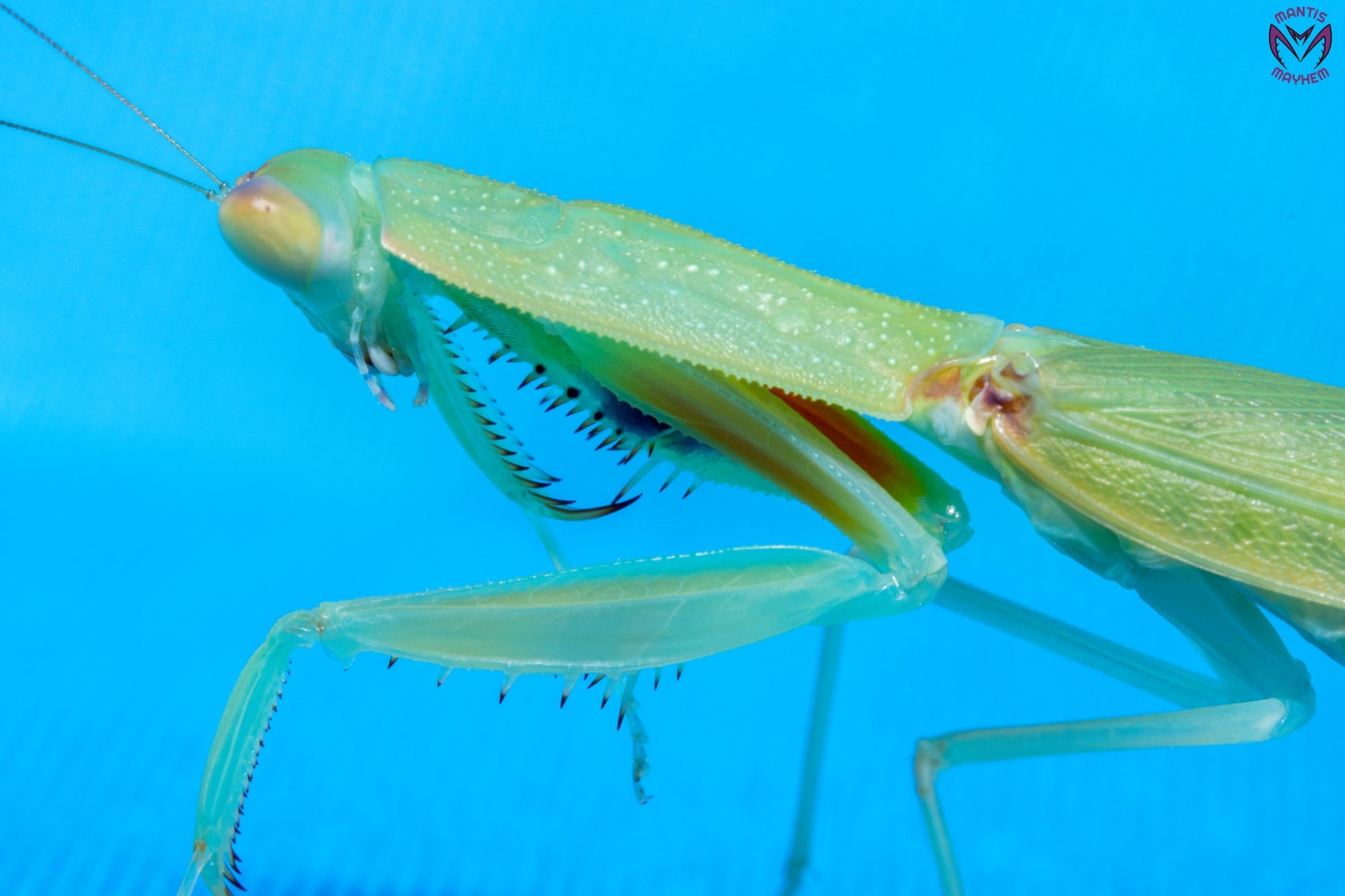 Orthodera burmeisteri - Square shield mantis