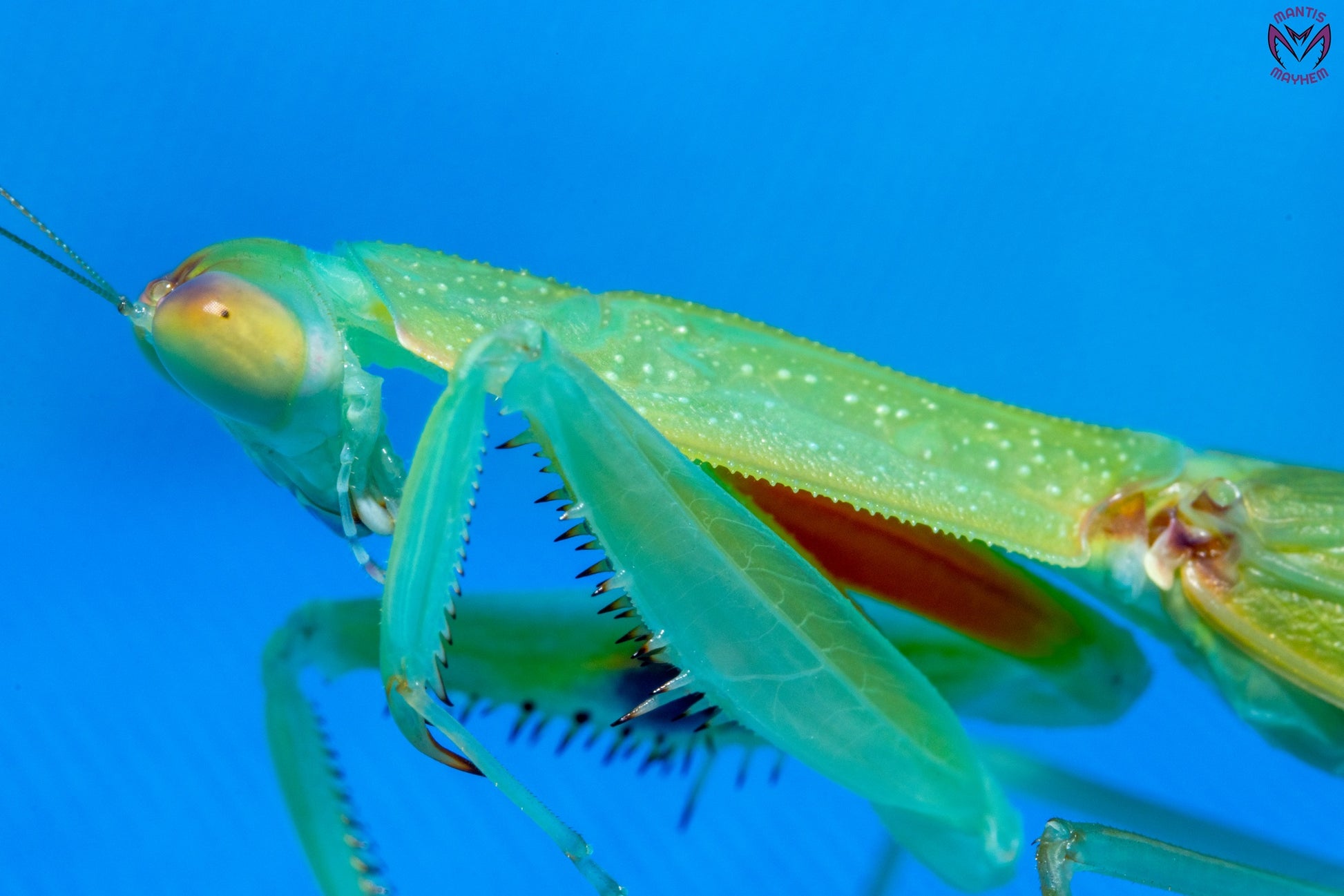 Orthodera burmeisteri - Square shield mantis