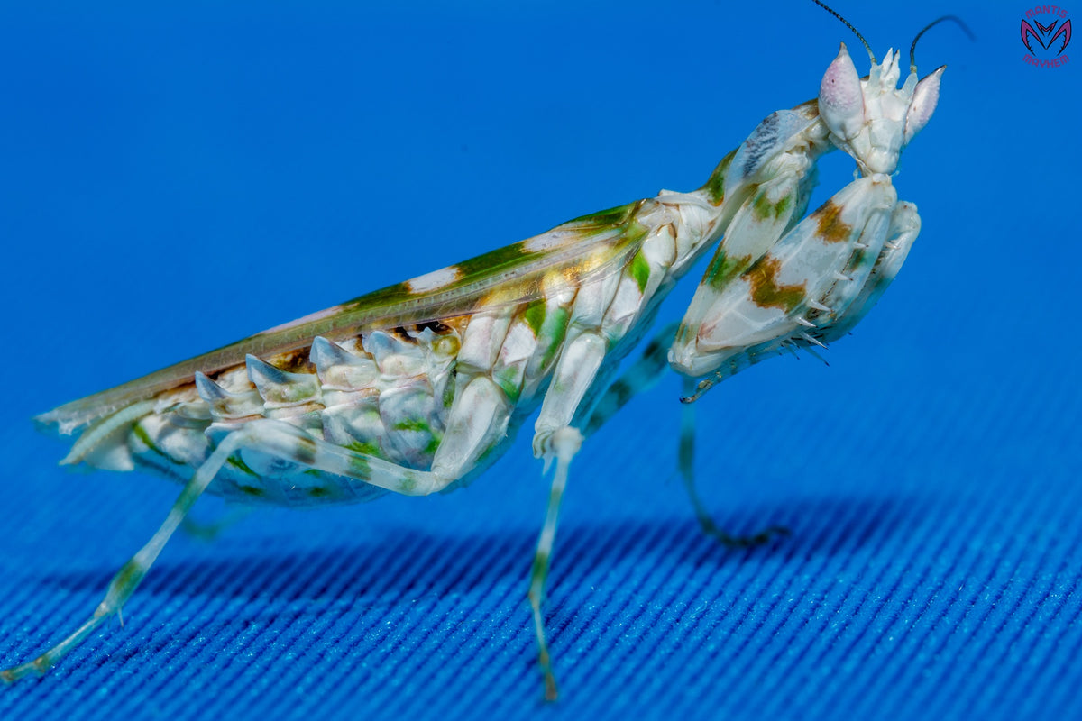 Jumping Spiders & Praying Mantis for sale in UK – Mantis Mayhem
