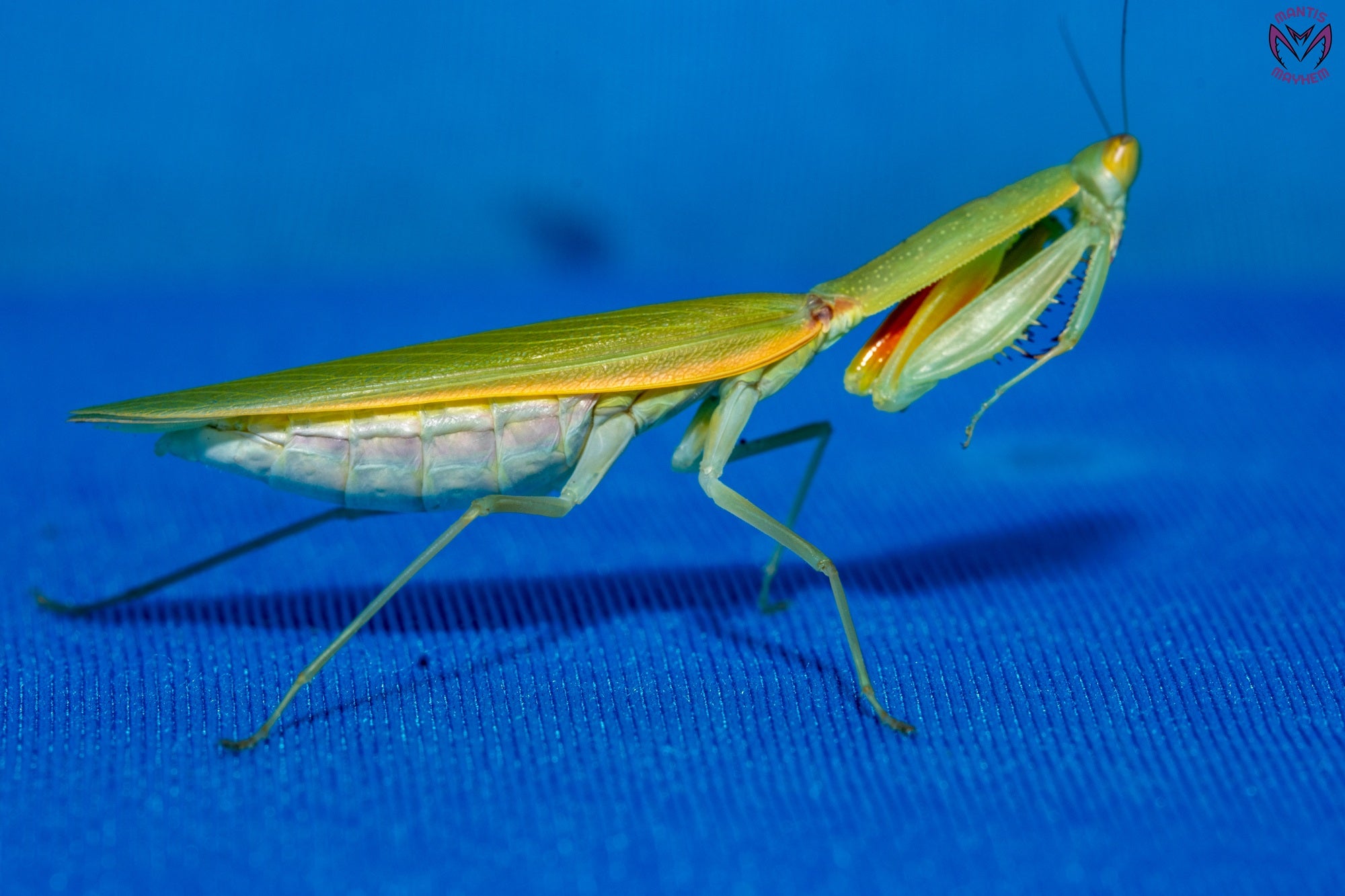 Orthodera burmeisteri - Square shield mantis