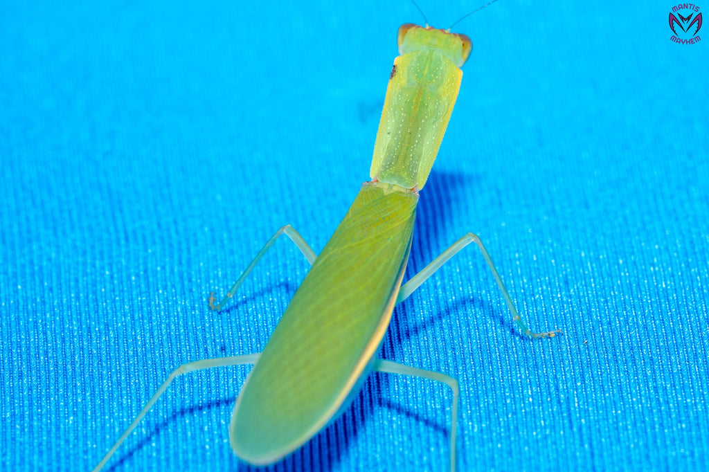 Orthodera burmeisteri - Square shield mantis
