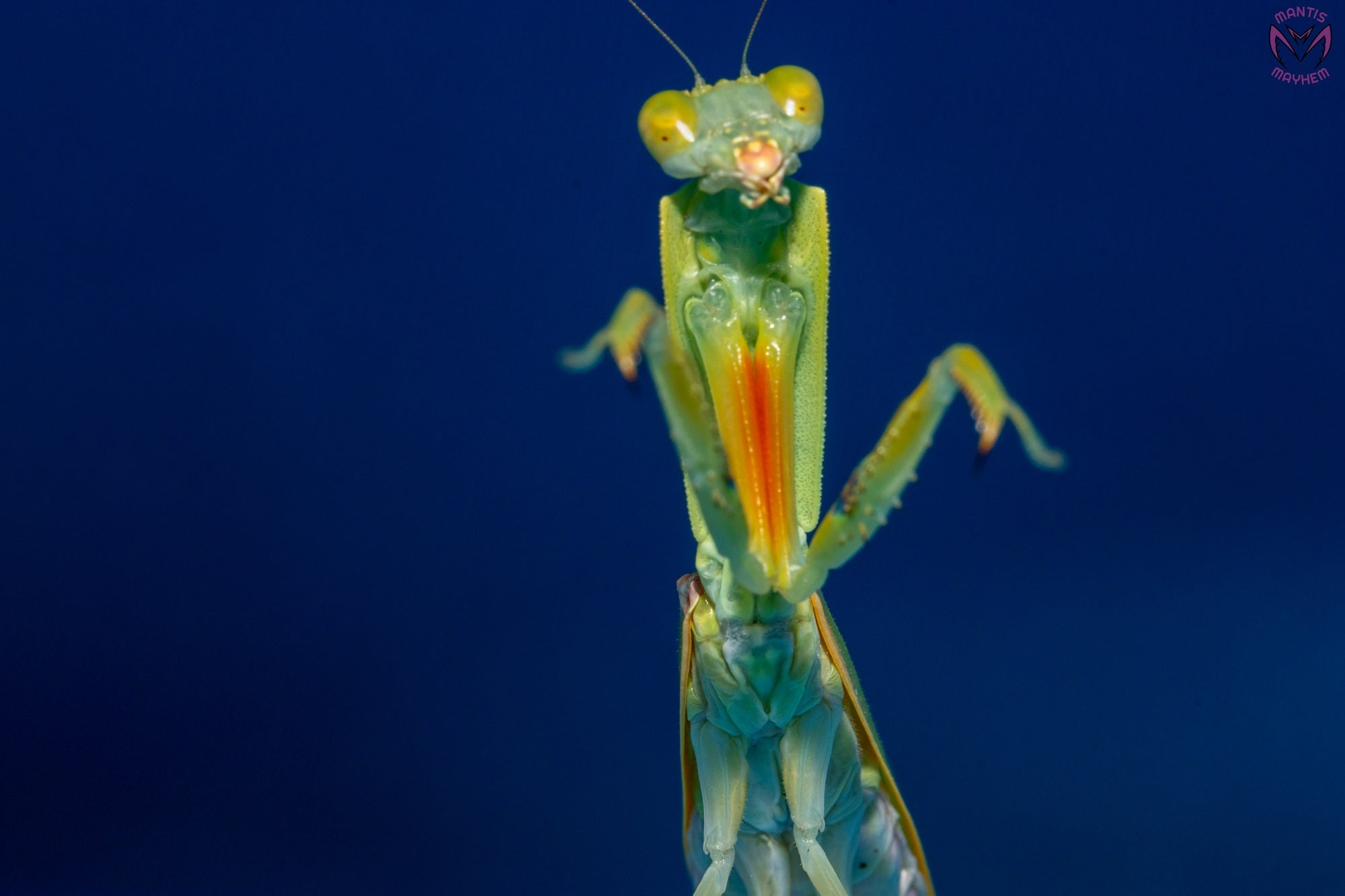 Orthodera burmeisteri - Square shield mantis