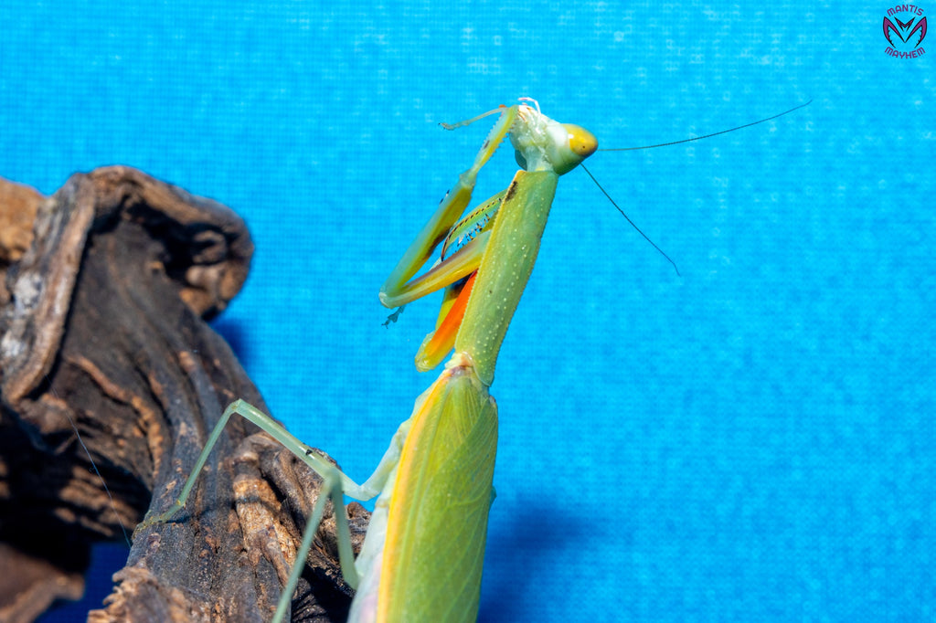 Orthodera burmeisteri - Square shield mantis