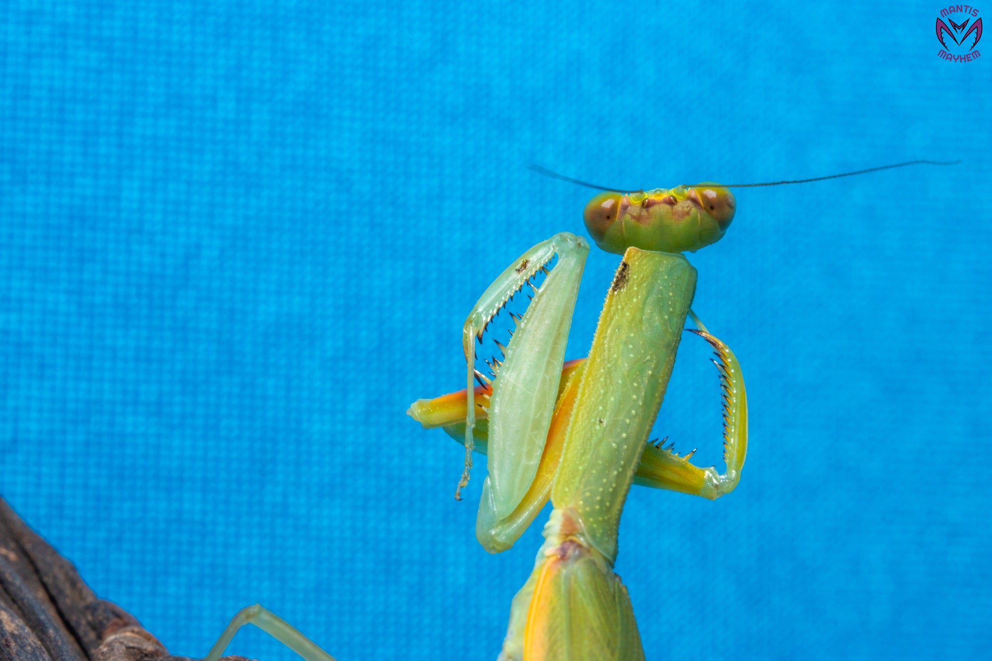 Orthodera burmeisteri - Square shield mantis