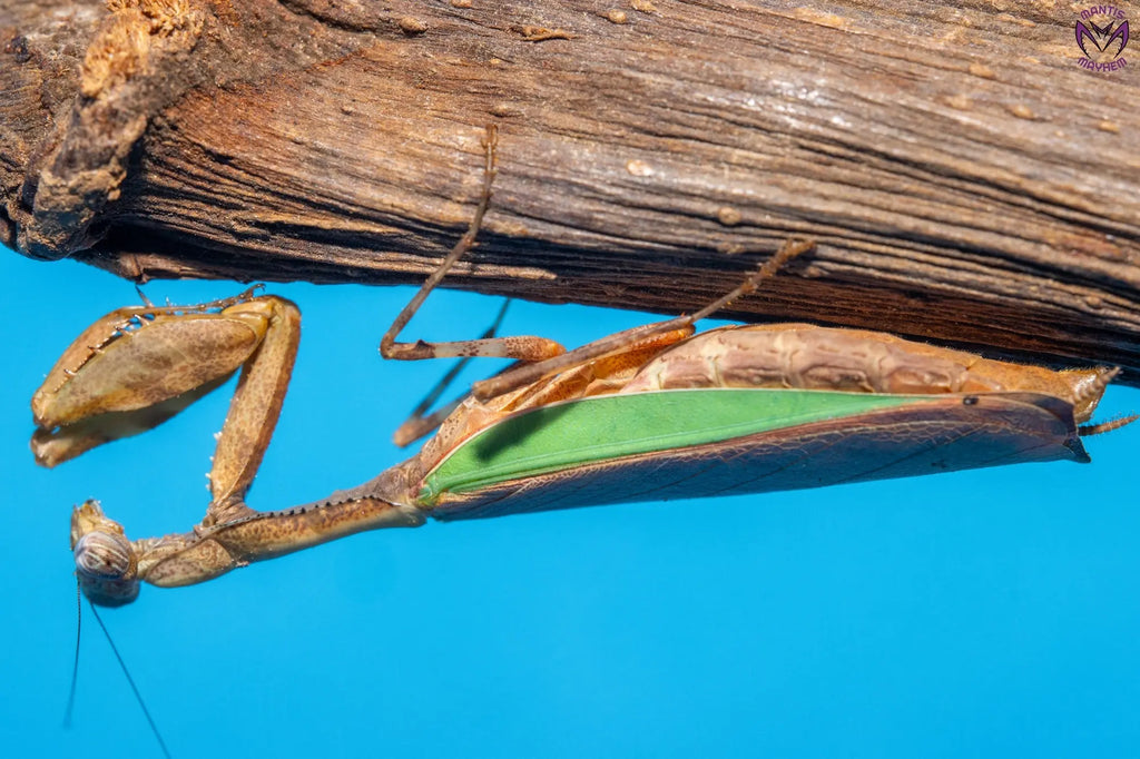 Acromantis hainana - Hainan boxer mantis Mantis Mayhem