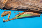 Acromantis hainana - Hainan boxer mantis Mantis Mayhem