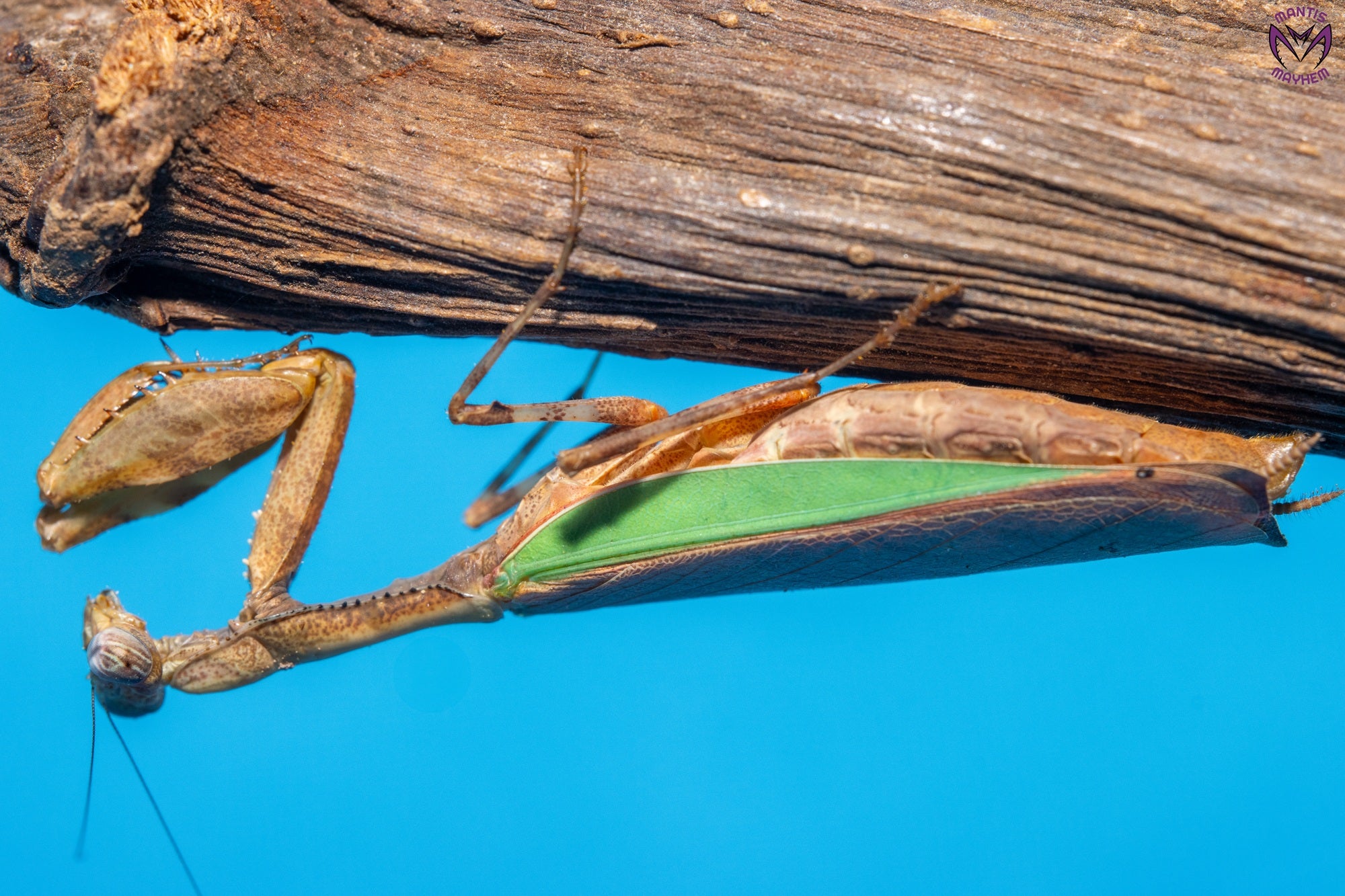 Acromantis hainana - Hainan boxer mantis