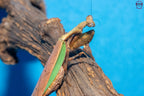 Acromantis hainana - Hainan boxer mantis Mantis Mayhem