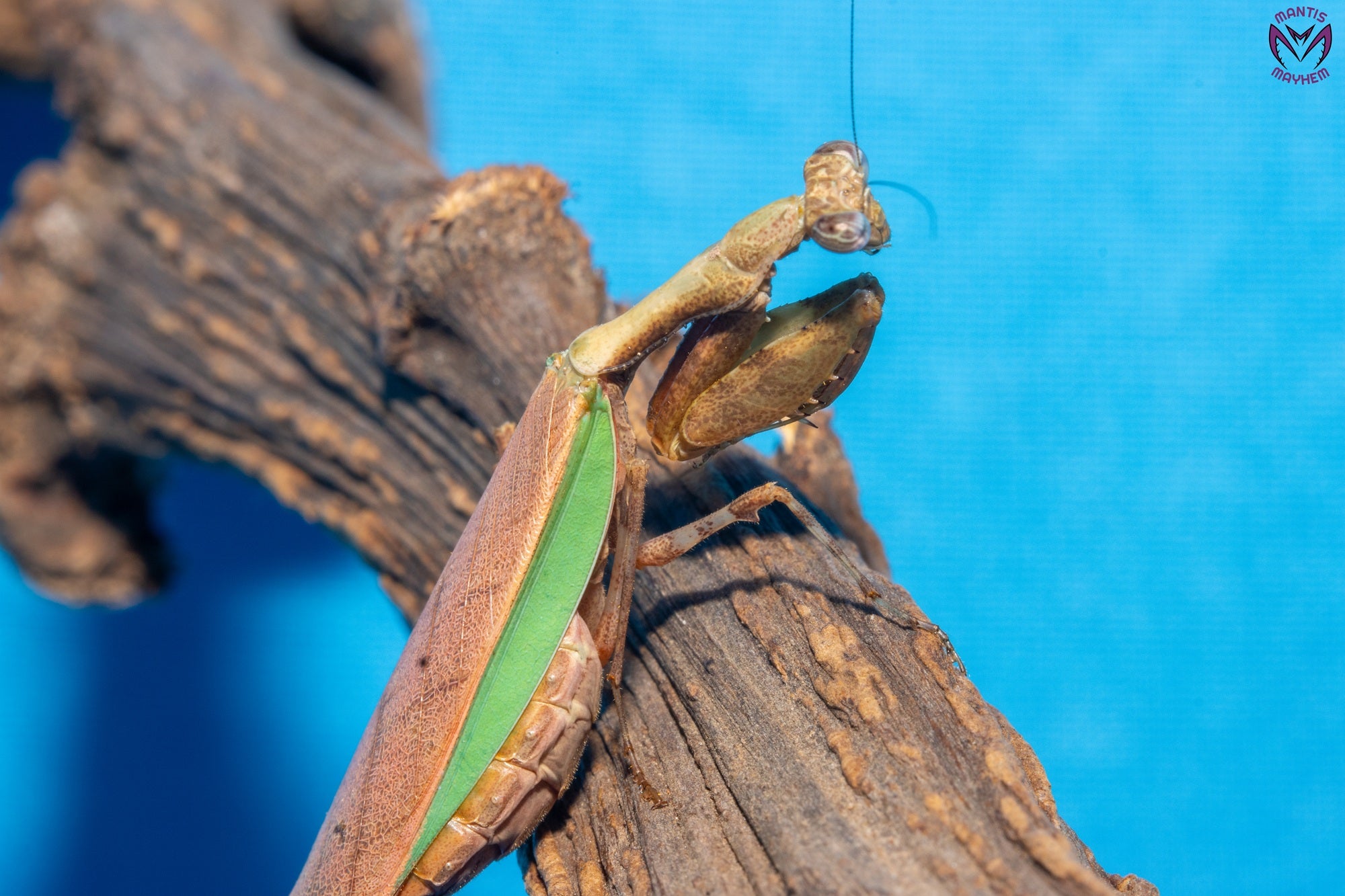 Acromantis hainana - Hainan boxer mantis